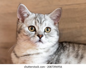 Portrait From The Beautiful British Shorthair Cat Nala