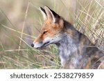 portrait of a beautiful brown fox with brown eyes and his ears s