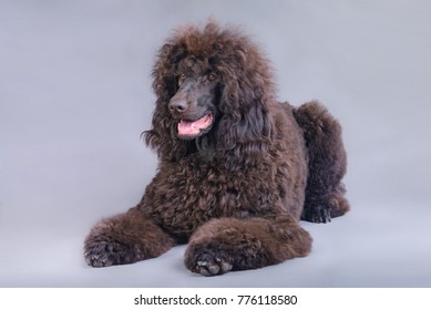 Portrait of a beautiful brown poodle lying in a studio on a gray background - Powered by Shutterstock