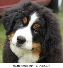 The Portrait Of Beautiful Burnese Mountain Dog Puppy Looking Sad.