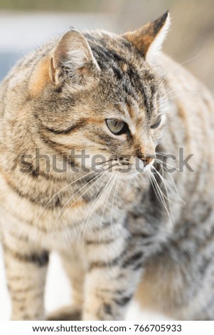 Similar – Cat Close-Up Animal Pet