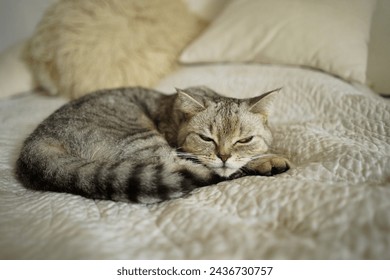 Portrait of a beautiful cat. Cute Cat Portrait. Happy Pet. Gray Scottish Straight cat sleeping.Home scene