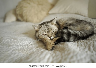 Portrait of a beautiful cat. Cute Cat Portrait. Happy Pet. Gray Scottish Straight cat sleeping.Home scene