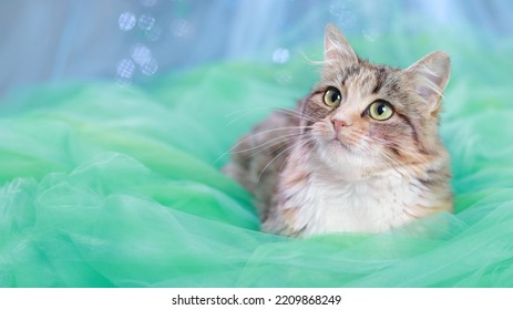 Portrait Of A Beautiful Cat. Kitten Lies On A Blue Green Background. 
Pretty Kitten With Big Green Eyes   Cute Cat Close Up. Pet Care. Happy New Year.  Winter. 2023. December. Pets Concept.  