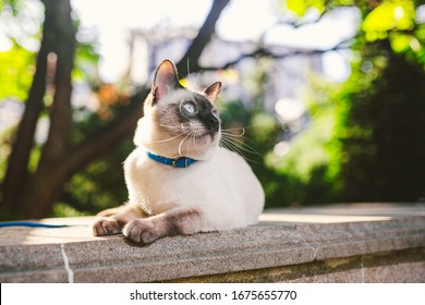 Portrait Of A Beautiful Cat On Leashes In The Summer Garden. Pets Walking Outdoor Adventure In Park. Young Cat, Siamese Type, Mekong Bobtail Outdoors. Two Color Cat Without Tail Mekong Bobtail Breed.