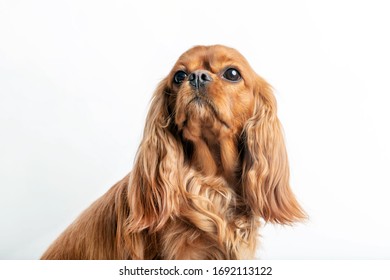 Portrait of beautiful cavalier spaniel