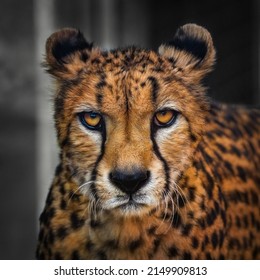 Portrait of a beautiful cheetah  - Powered by Shutterstock