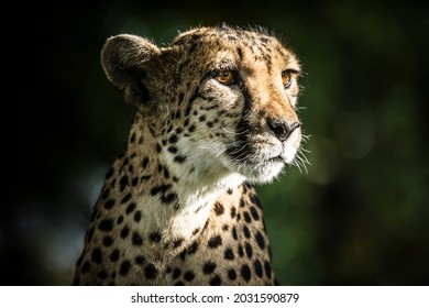 Portrait of a beautiful cheetah in Namibia, Africa. Cheetahs are considered the fastest land animal in the world.