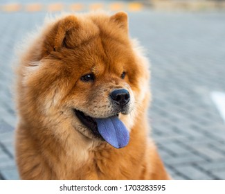 Portrait of a beautiful chow chow puppy - Shutterstock ID 1703283595