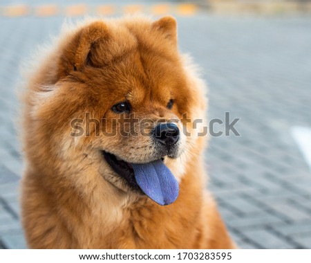 Portrait of a beautiful chow chow puppy Сток-фото © 