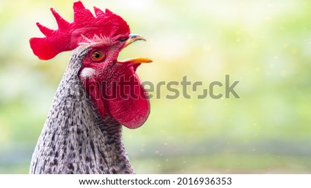 Portrait of a beautiful colorful crowing rooster with a bright red comb isolated on a green summer background.Countryside concept with domestic singing bird close up on the farm. Copy space for text