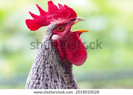 Portrait of a beautiful colorful crowing rooster with a bright red comb isolated on a green summer background.Countryside concept with domestic singing bird close up on the farm. Copy space for text