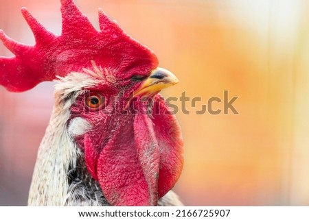 Portrait of a beautiful colorful rooster with a bright red comb isolated on a soft light yellow background.Countryside concept with domestic bird head closeup on the farm. Copy space for text