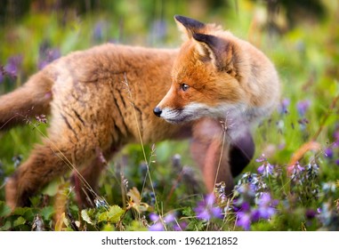 Portrait of a Beautiful and Curious Red Fox Cub Encountered near Bekkarfjord in Laksefjorden, Finnmark, Norway - Powered by Shutterstock