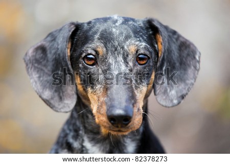 Similar – Vigilant dachshund