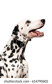 Portrait of beautiful Dalmatian dog breathing with mouth isolated on white.