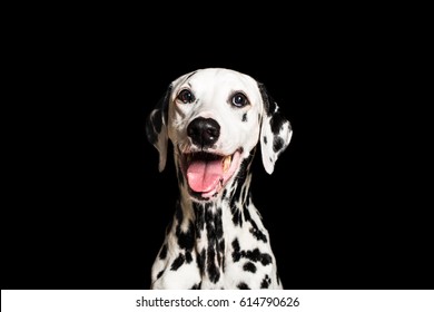 Portrait of beautiful Dalmatian dog looking at camera isolated on black background