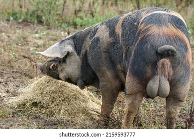 Portrait of an beautiful danish old big spotted hog eating in the field 