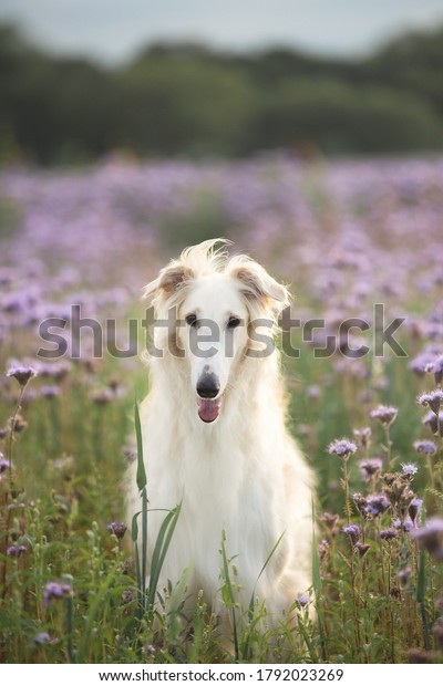 Portrait of beautiful\
dog breed russian borzoi standing in the green grass and violet\
lupines field in\
summer
