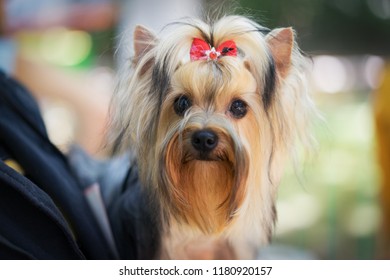 Portrait Of A Beautiful Dog Breed Yorkshire Terrier, With A Red Bow In His Hair, On The Hands Of The Owner