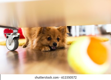 Portrait Of Beautiful Dog Playing With Ball At Home.