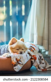 Portrait Of A Beautiful Dog Sleeping In His Bed. Pomeranian Spitz Resting On Bed. Small Dog Of Pomeranian Spitz Funny Lies In The Bed Closeup. Pet Care And Animal Concept