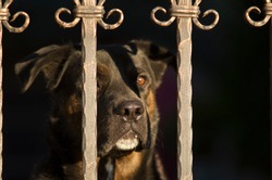 Portrait Of A Beautiful Dog (watchdog) Behind The Gate (who Stands Guard) With Focus In The Nose