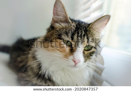 Portrait of a beautiful domestic cat, close-up.