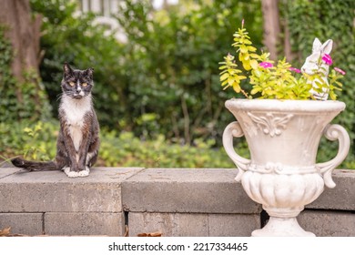 Portrait Of A Beautiful, Elegant Gray And White Cat  Outdoors In A Garden At Home. He Sits On A Cinder Block Wall.