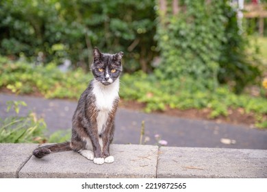 Portrait Of A Beautiful, Elegant Gray And White Cat  Outdoors In A Garden At Home. He Sits On A Cinder Block Wall.