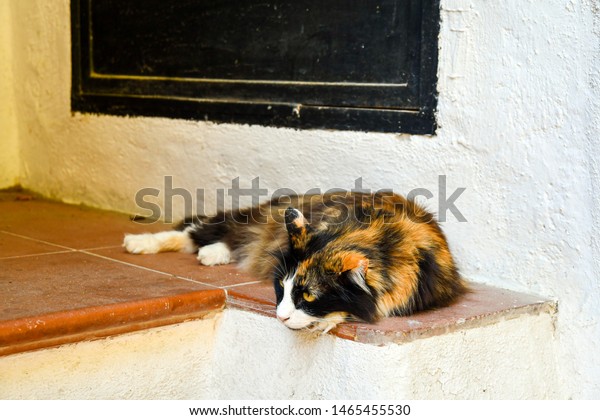 Portrait Beautiful Female Long Hair Calico Stock Photo Edit Now