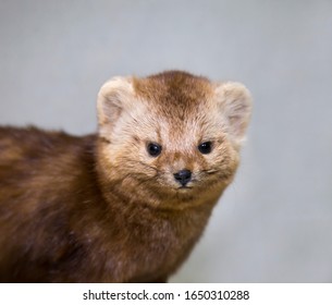 Portrait Of A Beautiful Fluffy Brown Sable On A Blue Background, Stuffed. Animals, Fur Farming, Valuable Furs.