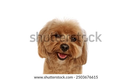Portrait of beautiful fluffy dog, adorable purebred Poodle smiling isolated on white background. Concept of animals, domestic pet, care, vet, joy and fun, pet friend. Copy space for ad