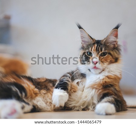 Similar – Fluffy cat lies snugly on the back, top view