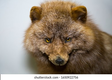 Portrait Of A Beautiful Furry Predator Hybrid Fox And Arctic Fox (Vulpes Vulpes X Alopex Lagopus) On A Blue Background, Stuffed. Animals, Fur Farming, Valuable Furs.