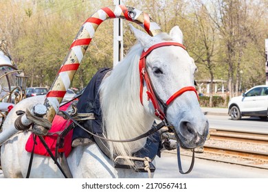 Portrait of beautiful gray mare summer time dressed in equestrian ammunition. horse riding. red harness on horse pulling carriage with passengers children in city center