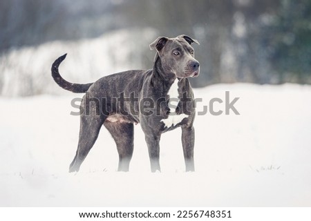 Portrait of a beautiful grey pitbull dog in the snow in winter outdoors