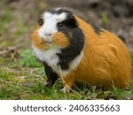 Portrait of a beautiful guinea pig eating in the garden, cloudy day in springtime, Vienna (Austria)