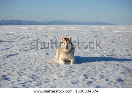 Portrait of beautiful and happy dog breed siberian husky is lying on the snow at sunset and looking to the camera. Husky topdog is on the ice floe of the frozen Okhotsk sea