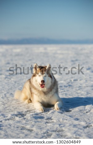 Portrait of beautiful and happy dog breed siberian husky is lying on the snow. Husky topdog is on the ice floe of the frozen Okhotsk sea