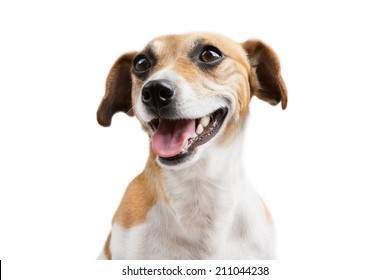 92,600 Dog closing eyes Images, Stock Photos & Vectors | Shutterstock