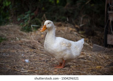 Portrait Of Beautiful Heavy White Duck. Duck Stands On The Ground With Blurred Background. Domestic Animal