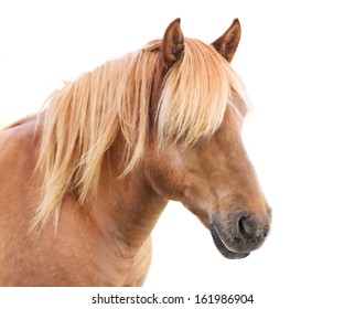 Portrait of beautiful horse with golden mane.