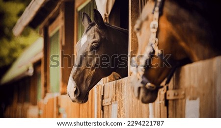  Portrait of a beautiful horse standing in a wooden stall in the stable on a summer day. Stables and livestock. Farm.