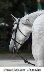 Portrait Of A Beautiful Hungarian Grey Horse