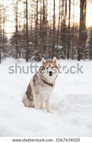 Portrait of beautiful Husky dog sitting in the winter forest and looking to the camera at golden sunset. Image of prideful and free Beige Dog breed Siberian husky is on the snow on trees background