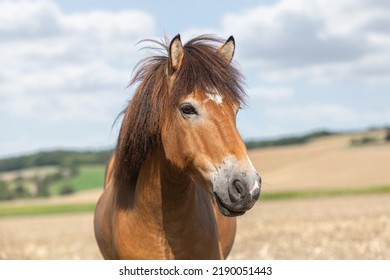 Portrait of a beautiful icelandic horse gelding in front of a rural landscape at a sunny summer day outdoors - Shutterstock ID 2190051443