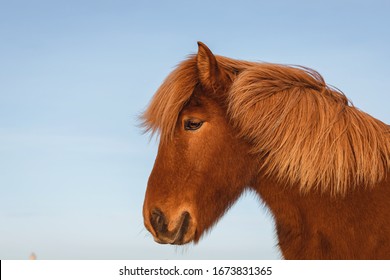 Portrait of a beautiful Icelandic horses. Brown Horse is a breed of horse developed in Iceland 