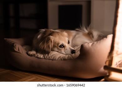 Portrait Of A Beautiful Lap Dog Sleeping In His Bed At Night