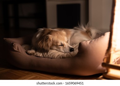 Portrait Of A Beautiful Lap Dog Sleeping In His Bed At Night